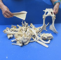 4lb Assorted Bones