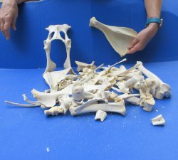 4lb Assorted Bones