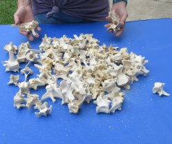 One Hundred piece  #2 Wild Boar Vertebrae Bones 1-1/2" to 5"