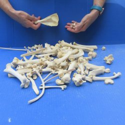 100 Piece Assorted Small Animal Bones 1" to 7"