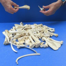 100 Piece Assorted Small Animal Bones 1" to 7"