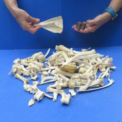 100 Piece Assorted Small Animal Bones 1" to 7"