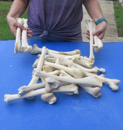 Thirty piece Deer Leg Bones 7" to 12"