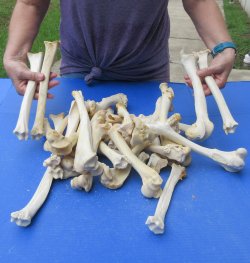 Thirty piece Deer Leg Bones 7" to 12"
