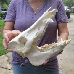 12-1/2" Wild Boar Skull