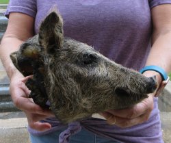 Real Preserved Georgia Wild Boar Hog Head (9-10") - $30