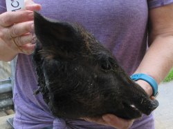 Real Preserved Georgia Wild Boar Hog Head (9-10") - $30
