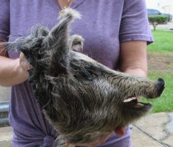 Real Preserved Georgia Wild Boar Hog Head (10-11") - $35