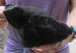Real Preserved Georgia Wild Boar Hog Head (7-8") - $25