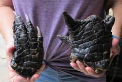 Two piece 5-6 inch Preserved Alligator Foot - $25