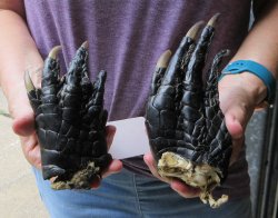 Two piece 5-6 inch Preserved Alligator Foot - $25
