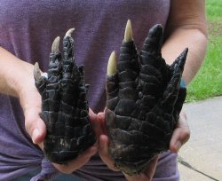 Two piece 5-6 inch Preserved Alligator Foot - $25