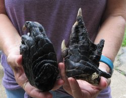 Two piece 5-6 inch Preserved Alligator Foot - $25