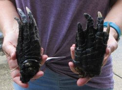 Two piece 5-6 inch Preserved Alligator Foot - $25