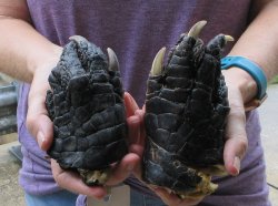 Two piece 5-6 inch Preserved Alligator Foot - $25