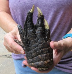 Preserved Alligator Foot 7 inches - $20