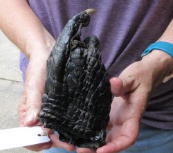 Preserved Alligator Foot 7 inches - $20