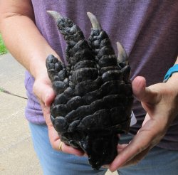 Preserved Alligator Foot 8 inches - $25