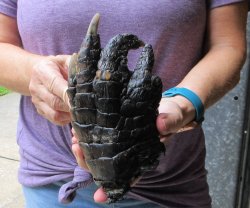 Preserved Alligator Foot 8 inches - $25
