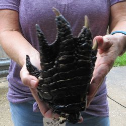 Preserved Alligator Foot 8 inches - $25
