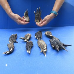 Ten piece Alligator Feet 4" to 5"