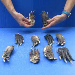 Ten piece Alligator Feet 4" to 5"