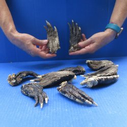 Ten piece Alligator Feet 4" to 5"