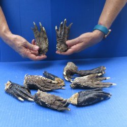 Ten piece Alligator Feet 4" to 5"