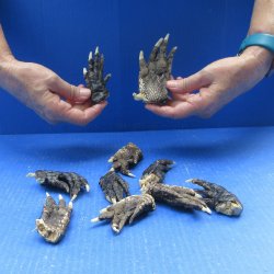 Ten piece Alligator Feet 3" to 4"