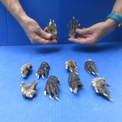 Ten piece Alligator Feet 3" to 4"