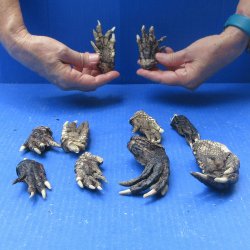 Ten piece Alligator Feet 3" to 4"