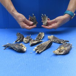 Ten piece Alligator Feet 3" to 4"