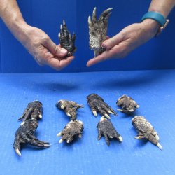 Ten piece Alligator Feet 3" to 4"