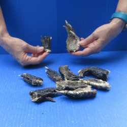 Ten piece Alligator Feet 3" to 4"