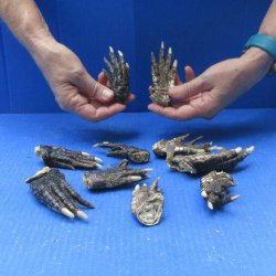 Ten piece Alligator Feet 3" to 4"