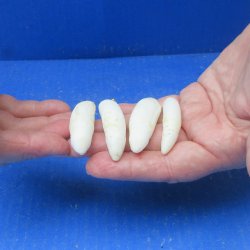 Four piece Alligator Teeth 2" to 2-1/4" 