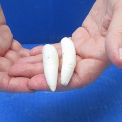 Two piece Alligator Teeth 2-3/4" 