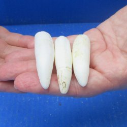 Three piece Alligator Teeth 2-1/2" 