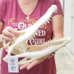  Real 13" B-Grade Florida Alligator Skull