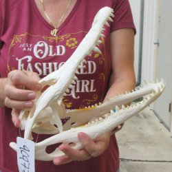  Real 12-1/4" B-Grade Florida Alligator Skull