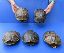 Five piece 7" to 7-3/4" Red Eared Slider Turtle Shells