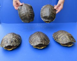 Five piece 7" to 7-3/4" Red Eared Slider Turtle Shells