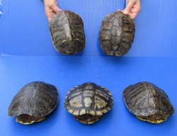 Five piece 7" to 7-3/4" Red Eared Slider Turtle Shells