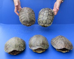 Five piece 7" to 7-3/4"  B-Grade Red Eared Slider Turtle shells 