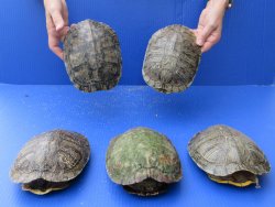 Five piece 7" to 7-3/4"  B-Grade Red Eared Slider Turtle shells 