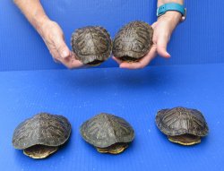 Five piece 4" to 4-3/4" Red Eared Slider Turtle Shells
