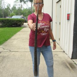 37" Gemsbok Horn <font color=red>(NO POST OFFICE (USPS) SHIPPING!!) </font>