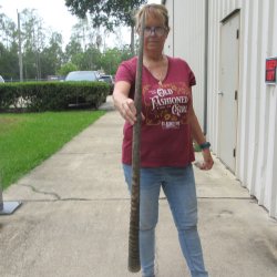 42" Gemsbok Horn <font color=red>(NO POST OFFICE (USPS) SHIPPING!!) </font>