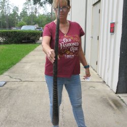 38" Gemsbok Horn <font color=red>(NO POST OFFICE (USPS) SHIPPING!!) </font>