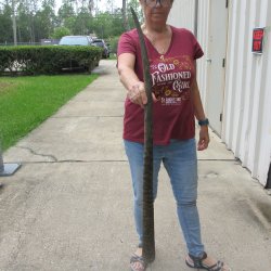 40" Gemsbok Horn <font color=red>(NO POST OFFICE (USPS) SHIPPING!!) </font>